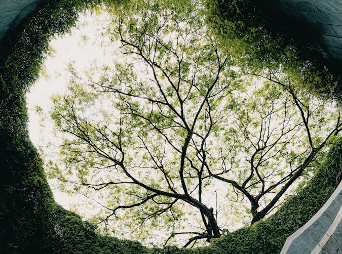 A tree grows through an open structure.